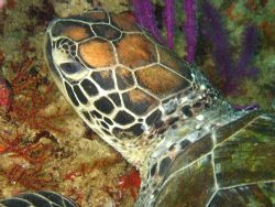 Beautiful pattern by David Johnson 
